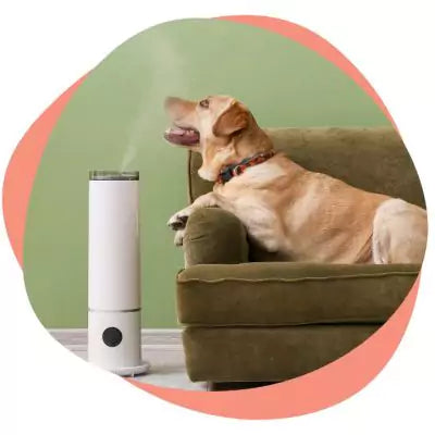 a dog near humidifier