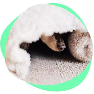 dog hiding under blanket