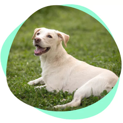dog relaxing on grass