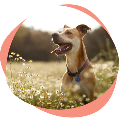 dog in meadow