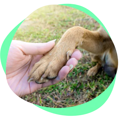 dog joint helped by glucosamine