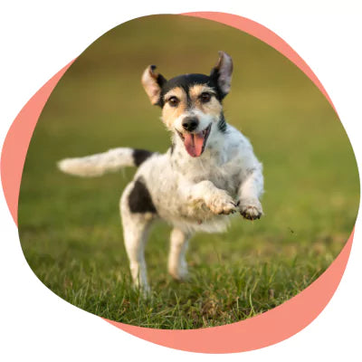 dog jumping in air