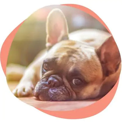 sad French bulldog