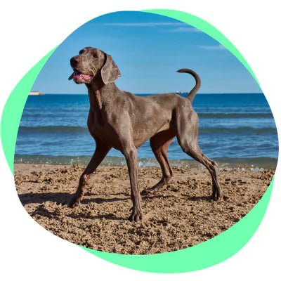 great dane on beach