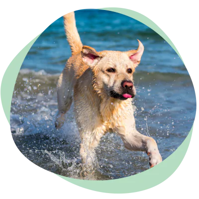 dog playing at beach in sun