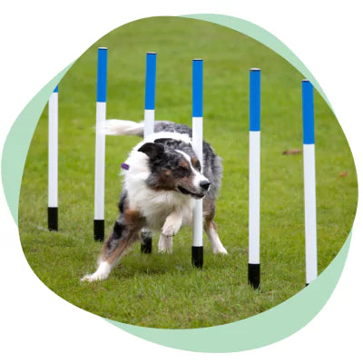 dog running agility course