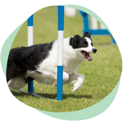 dog running agility course