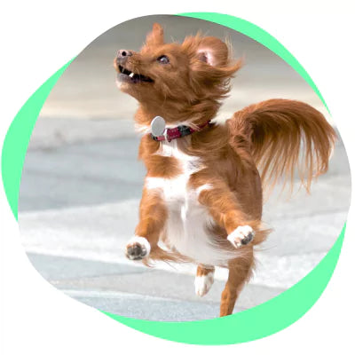 small dog jumping