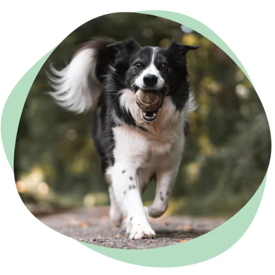 dog running no joint pain