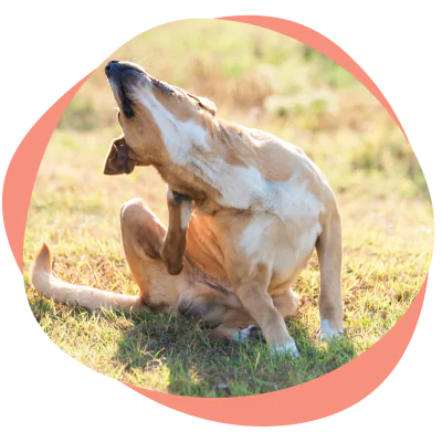 dog scratching