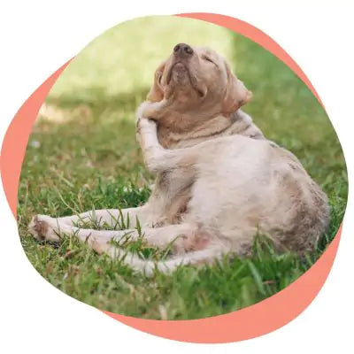 dog scratching because of allergies