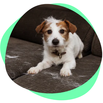 a small dog shedding