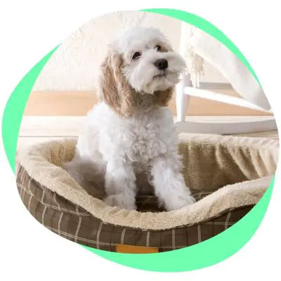 dog in safe place dog bed
