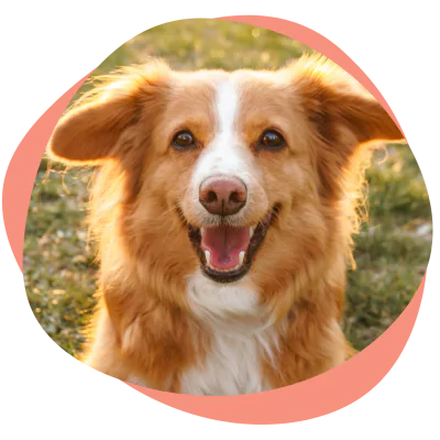 dog smiling at camera