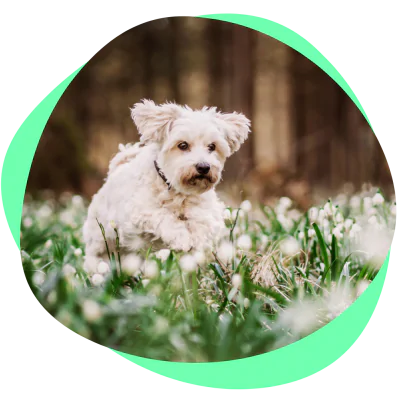 dog surrounded by flowers