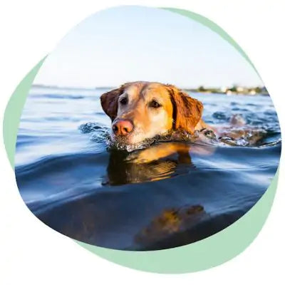 dog swimming in the lake