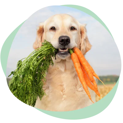 a dog with carrots