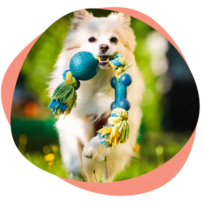 a dog with a chew toy