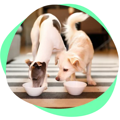 dogs competing for food