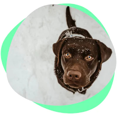 chocolate Labrador