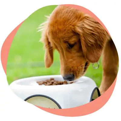 a dog eating kibble