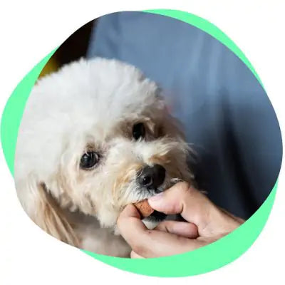 Giving your dog a supplement.