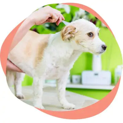 dog receiving flea prevention treatment