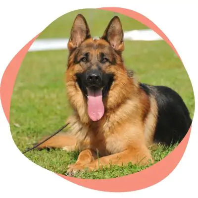 handsome german shepherd