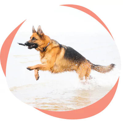 german shepherd running