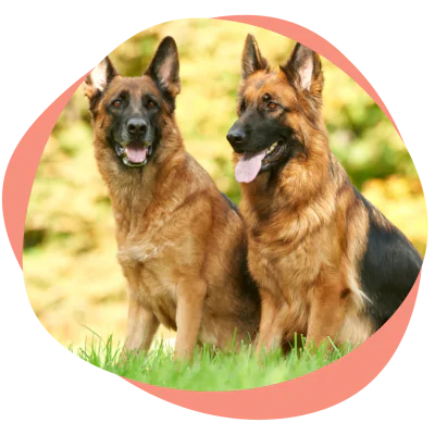 german shepherds