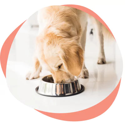 golden retriever eating food