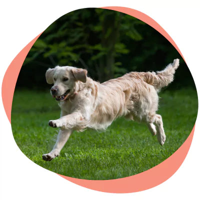 golden retriever running