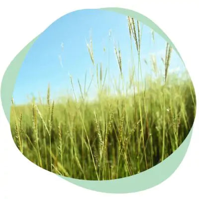grassy field with pollen