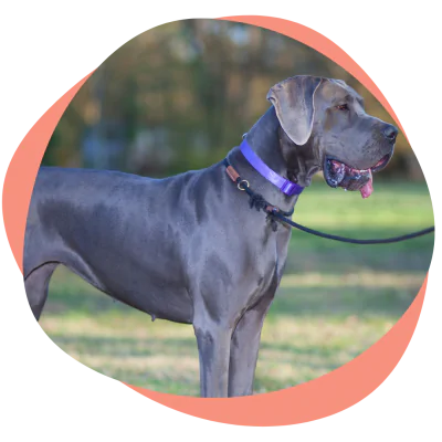 great dane