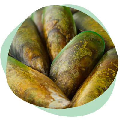 green lipped mussels for dogs