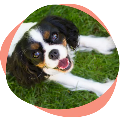 happy dog with great teeth