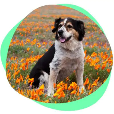 happy dog with orange flowers
