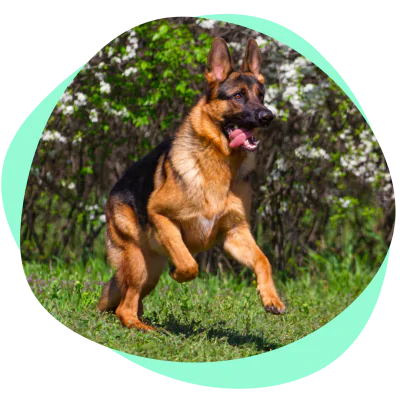 Running German shepheard