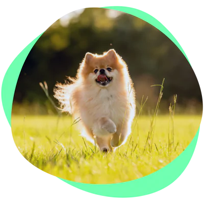 happy pomeranian