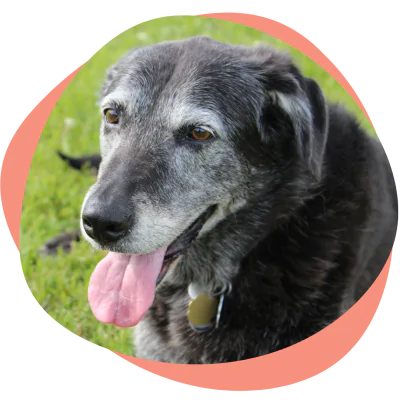 happy senior dog