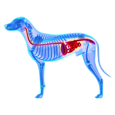 dog digestive system