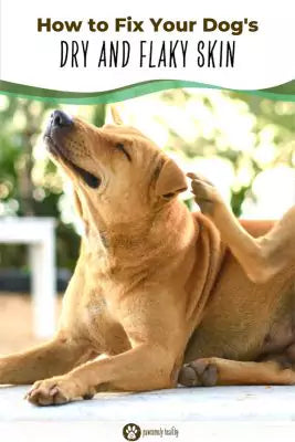 a dog scratching herself pin