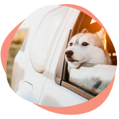 husky riding in car