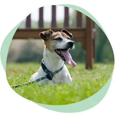 older jack russell
