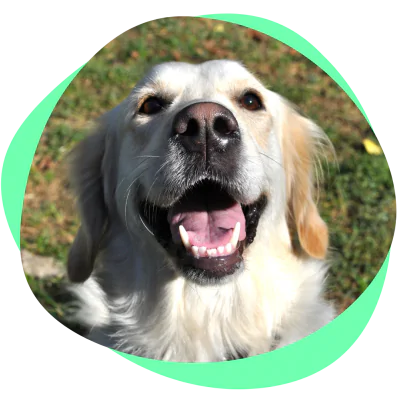 happy dog