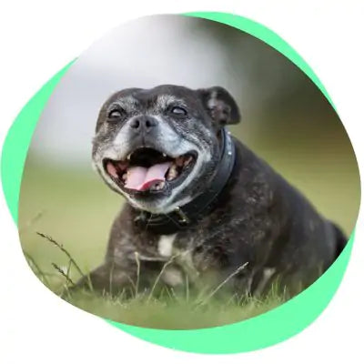 happy black senior dog