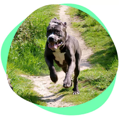 a large dog running