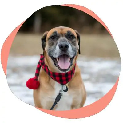 older dog in bandana in snow