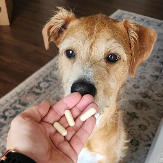 Cute dog taking omega-3 capsules