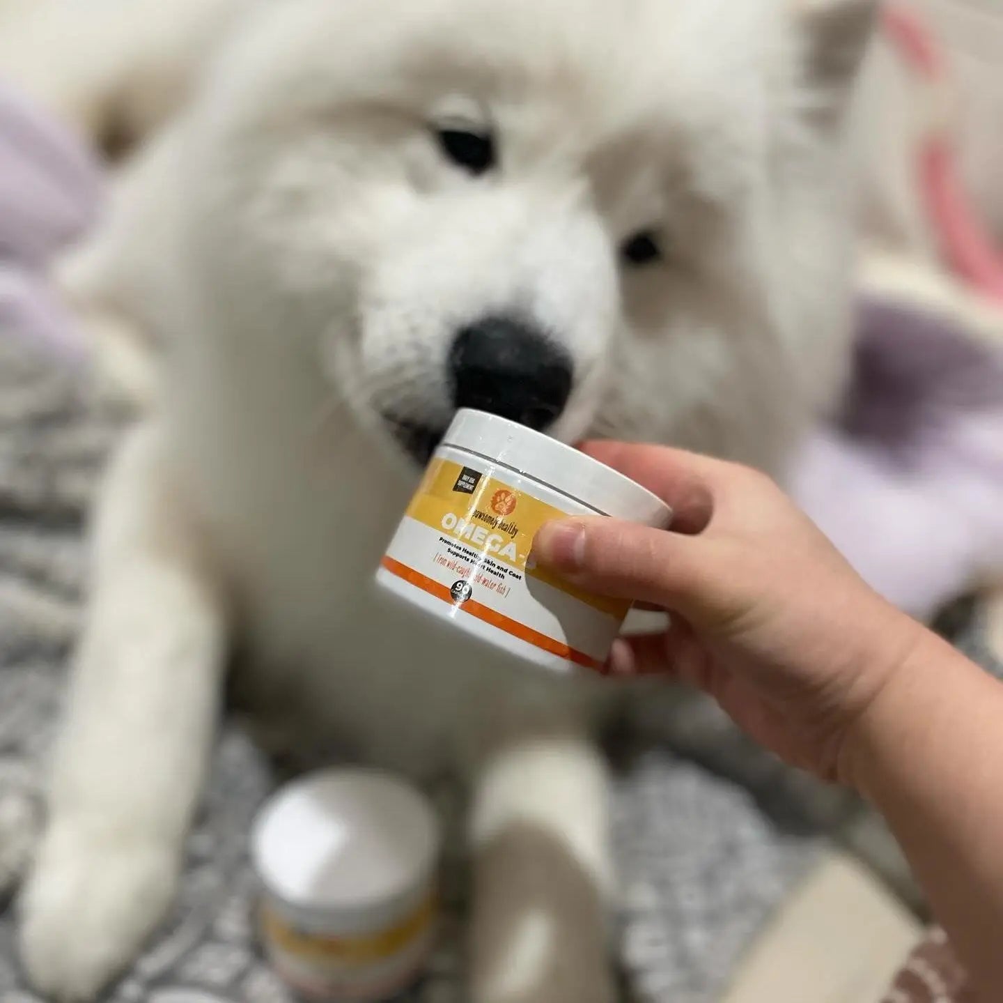 cute white dog sniffing omega-3 